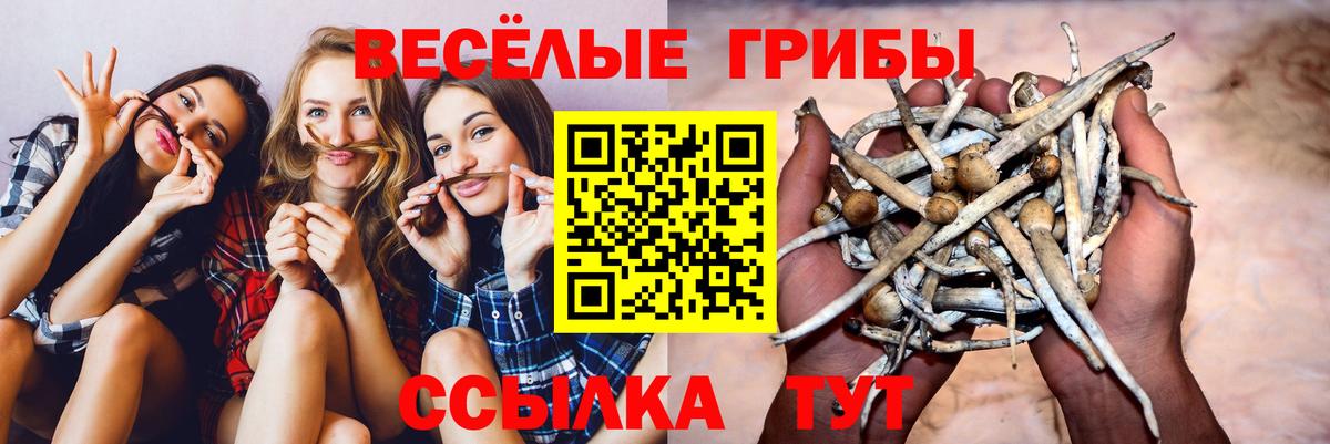 Галлюциногенные грибы Cubensis Гатчина